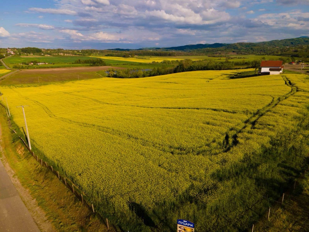 Polje uljane repice